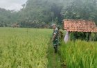 Babinsa Koramil 2503 Cigugur Monitoring Perkembangan Tanaman Padi di Desa Kertajaya