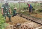 Babinsa Koramil 2503/Cigugur Dampingi Kelompok Tani Cantilan 2 Laksanakan Pembibitan Demi Dukung Ketahanan Pangan