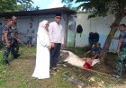Sambut Idul Adha 1447 H, Kodim 0625/Pangandaran Laksanakan Penyembelihan Hewan Qurban